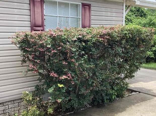 Bush Trimming by Ozzie Barnes for Lee F. in Fruitland Park, FL