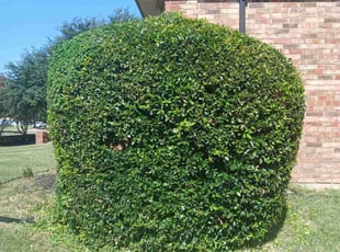 Bush Trimming by Jesus Valencia for Sondra M. in Plano, TX