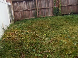 Bush Trimming by David Moyer for Michael R. in Allentown, PA