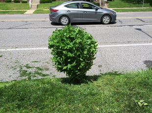 Bush Trimming by Robert Ballinger for Jeanette T. in St. Louis, MO