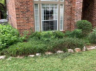 Bush Trimming by Adel Baker for Suzanne S. in San Antonio, TX