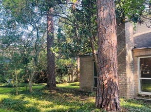 Leaf Removal by Eduardo Santoyo for Kathy M. in Houston, TX