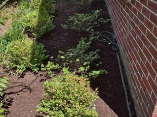 Cleanups by Amie Simpson for Sue S. in Lexington, KY