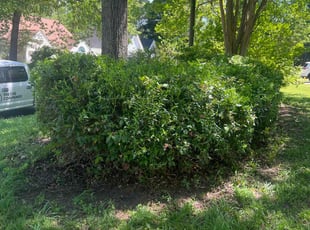 Bush Trimming by Sandra Gutierrez for Simon L. in Raleigh, NC