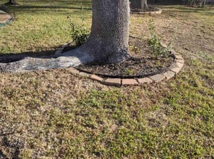 Leaf Removal by Jeronimo Barrientos for Annalise K. in Austin, TX