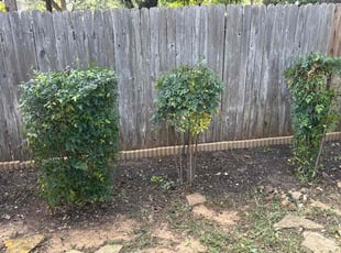 Bush Trimming by Scarleth Palencia for Devanshi A. in Austin, TX