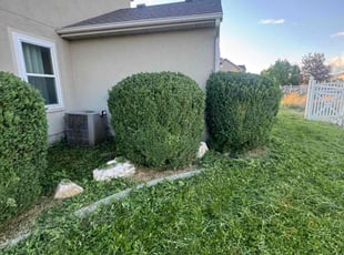 Bush Trimming by Crisbert MartΓnez for Elise B. in Farmington, UT