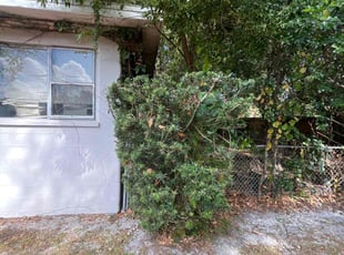 Bush Trimming by Ramon Taguja for Dawn G. in Tampa, FL