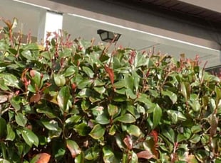 Bush Trimming by David Wilson for Janeih B. in Norfolk, VA