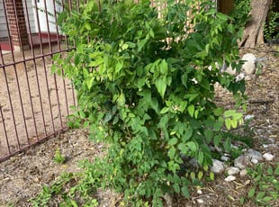 Bush Trimming by Fredrick Miller for Michael R. in San Antonio, TX