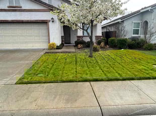 Kathy B.'s Lawn Mowing Service service result