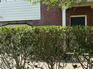 Bush Trimming by Veronica Marmolejo for Amanda Denise J. in Texas City, TX