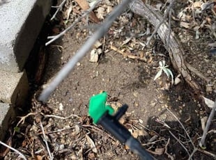 Landscaping by Hugo Lopez for Diane C. in Murrieta, CA