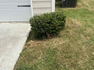 Bush Trimming by Michael Clark for Takea B. in Adairsville, GA