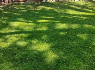 Angela W.'s Lawn Service service result