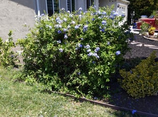Bush Trimming by Anthony Vasquez for Parita P. in San Jose, CA