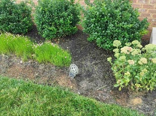 Weeding by Icaro Dos Santos for efua t. in Frederick, MD