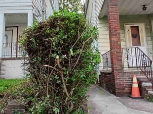 Bush Trimming by Jose Bautista for Gloria Y. in Irvington, NJ