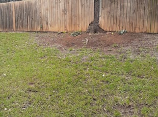 Bush Trimming by Edward Rodriguez for Christine M. in Arlington, TX