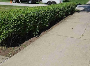 Weeding by Bryan Rodriguez for YI Z. in Northbrook, IL
