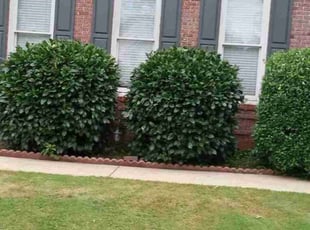 Bush Trimming by Raymond Hite-witt for Xiao X. in Alpharetta, GA