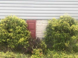 Bush Trimming by Jullian Fryza for Liz S. in Rosedale, MD
