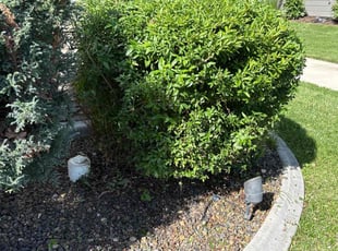 Bush Trimming by Tim Root for Angie J. in Meridian, ID