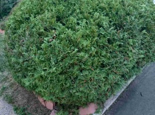 Bush Trimming by Dave Daggett for Mike M. in Meriden, CT
