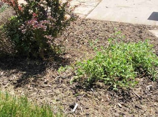 Weeding by Angelic Griego for Carlyle O. in Layton, UT