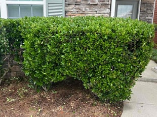 Bush Trimming by Phillip StPreuve for Collette C. in Lawrenceville, GA