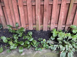Mulching by Eduardo Guzman for Ashley T. in Vienna, VA