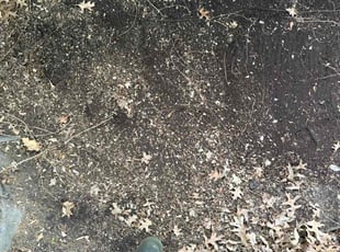 Leaf Removal by Michael Scott for Cornelius D. in Naperville, IL