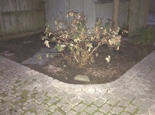 Leaf Removal by Kamonta Hackey for Amanda S. in Alexandria, VA