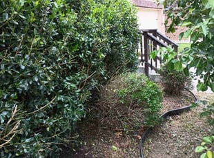 Bush Trimming by Mark Carrizales for Tom K. in Helotes, TX