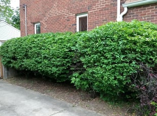 Bush Trimming by Christopher Pelfrey for Micel F. in Cleveland, OH