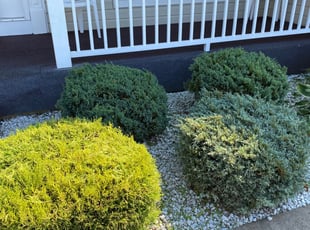 Bush Trimming by Wesley Souders for Constance H. in Joppatowne, MD