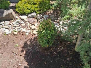 Bush Trimming by Robert Martin for Andy M. in Lynnwood, WA