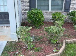Bush Trimming by Jovon Braddy for Rachel R. in Atlanta, GA