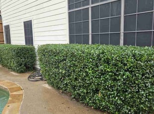Bush Trimming by Gregory Martin for Todd T. in Burleson, TX