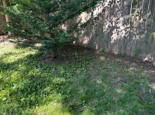 Leaf Removal by Desean Bennett for Christina G. in Washington, DC