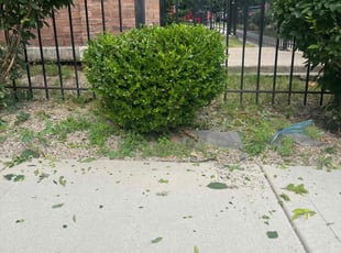 Bush Trimming by Eddie Johnson for Joy E. in Chicago, IL