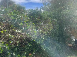 Bush Trimming by Charles Walton for Max H. in West Palm Beach, FL
