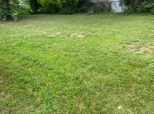 Daniel G.'s Lawn Mowing service result
