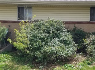 Bush Trimming by Philip Castle for Selina S. in Denver, CO