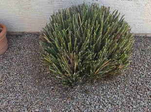 Bush Trimming by Marvin Gray for Genevieve L. in Phoenix, AZ