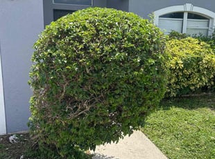 Bush Trimming by Ramon Taguja for Leniecia A. in Brandon, FL