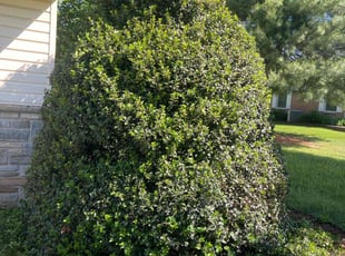Bush Trimming by Michael Gengler for Deshaun S. in Forest Hill, MD