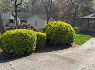 Bush Trimming by Ronald Martin for Theodore P. in Charlotte, NC