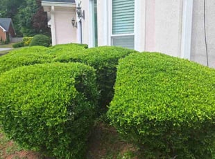 Bush Trimming by Marsha Cooper for Kelvin L. in Atlanta, GA