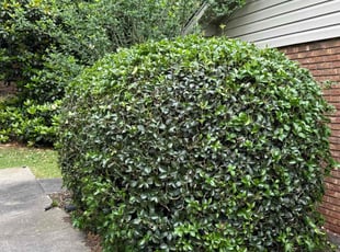 Bush Trimming by Jarvis Hambrick for Wayne R. in Inman, SC